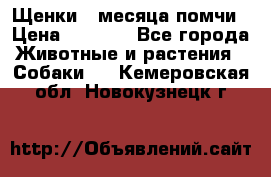 Щенки 4 месяца-помчи › Цена ­ 5 000 - Все города Животные и растения » Собаки   . Кемеровская обл.,Новокузнецк г.